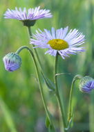 Слика од Erigeron formosissimus Greene