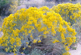 Plancia ëd Ericameria nauseosa var. latisquamea (A. Gray) G. L. Nesom & G. I. Baird