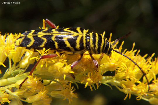 Image of Locust Borer