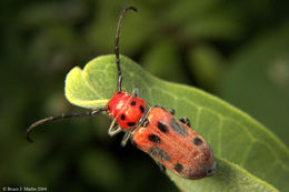 Image of Red Milkweed Beetle