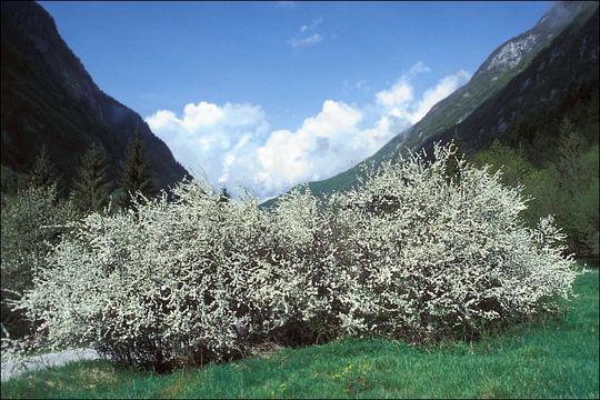 Image of Blackthorn