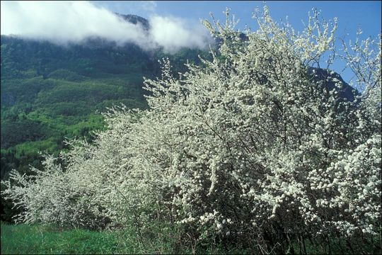 Image of Blackthorn