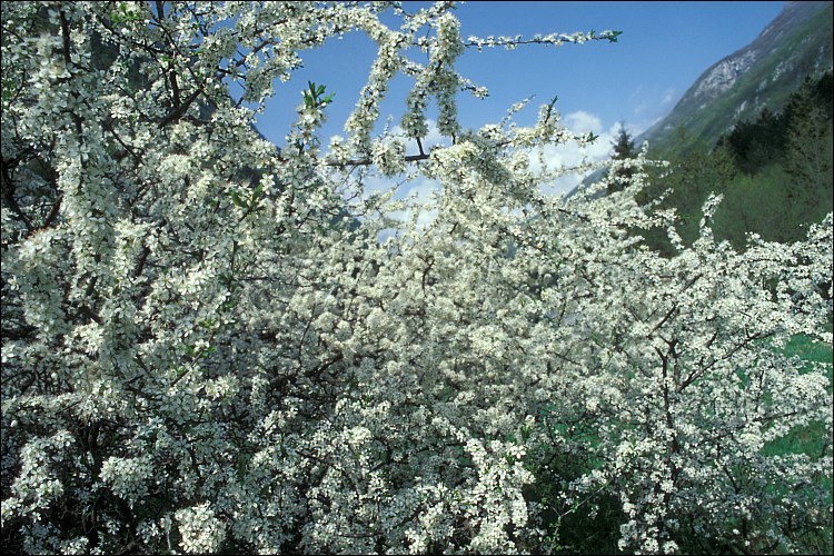 Image of Blackthorn