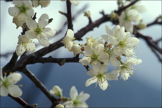 Image of Blackthorn