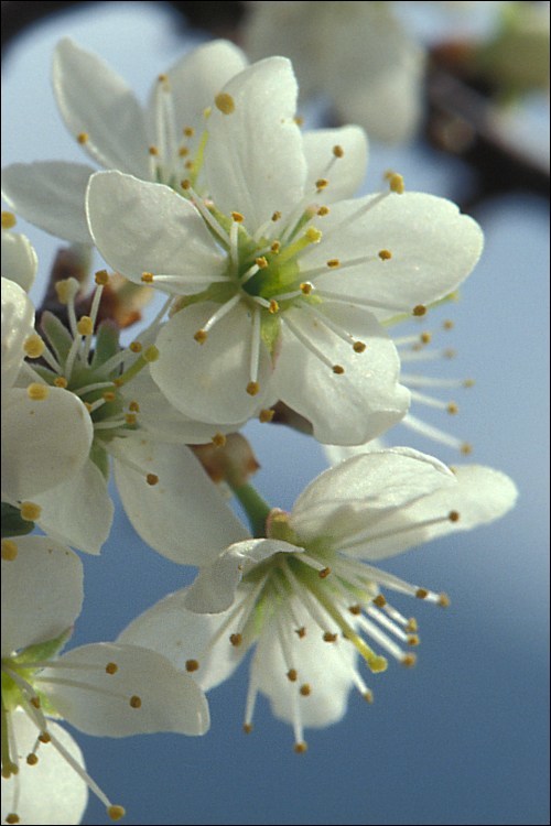 Image of Blackthorn