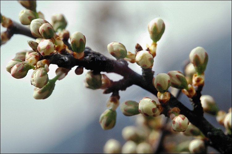 Image of Blackthorn