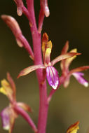 Corallorhiza mertensiana Bong.的圖片