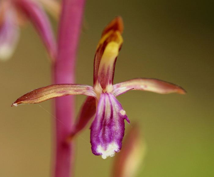 Corallorhiza mertensiana Bong.的圖片