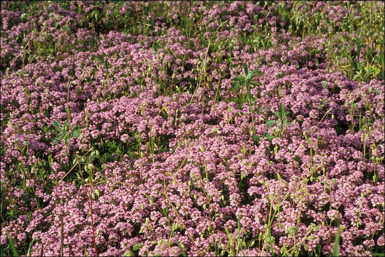 Слика од Thymus serpyllum L.