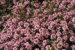 Image of breckland thyme