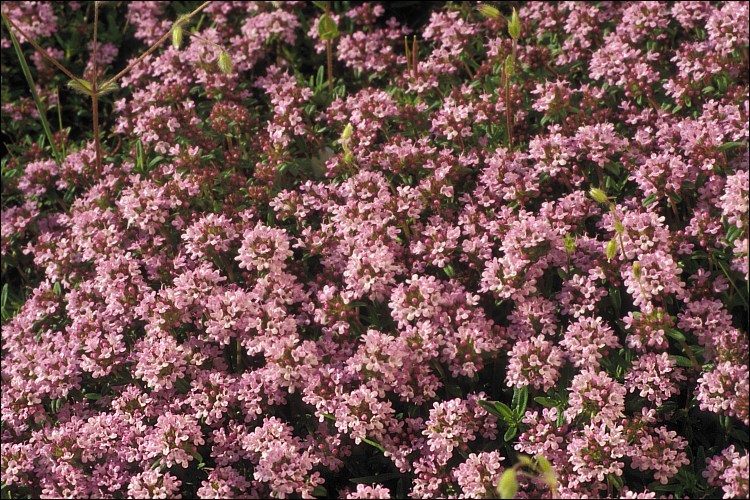 Слика од Thymus serpyllum L.