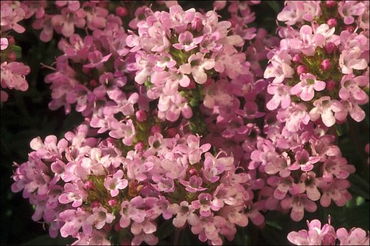 Слика од Thymus serpyllum L.