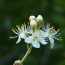 Plancia ëd Prunus emarginata (Dougl. ex Hook.) Walp.