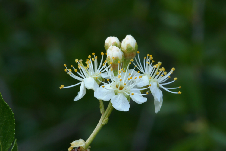 Image of Bitter Cherry