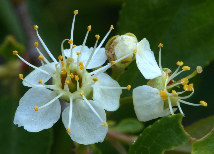 Image of Bitter Cherry