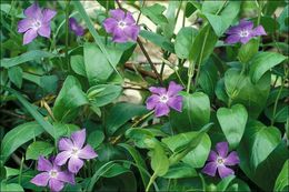 Image of Greater Periwinkle