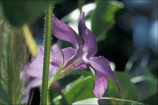 Image of Greater Periwinkle