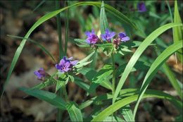 Image of Blue Gromwell