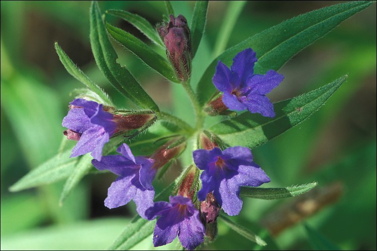 Image of Blue Gromwell