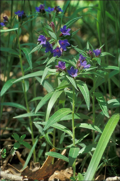 Image of Blue Gromwell