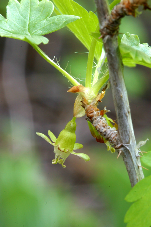 Image of whitestem gooseberry