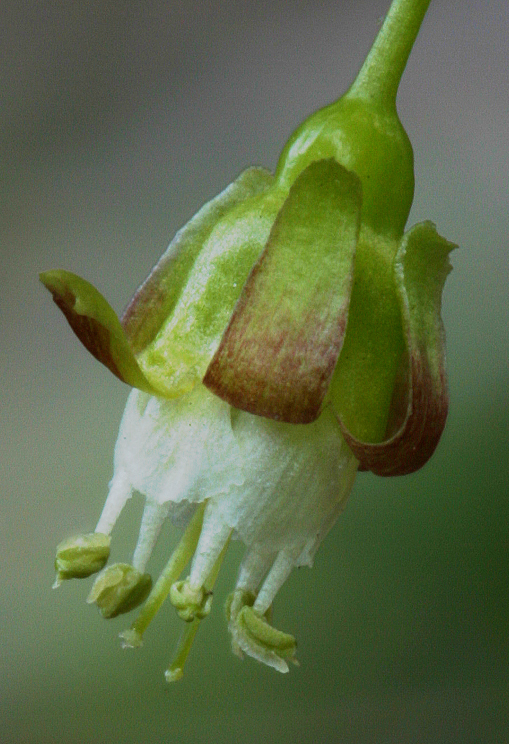 Image of whitestem gooseberry