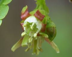 Image of whitestem gooseberry