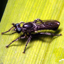 Image of Laphria canis Williston 1883