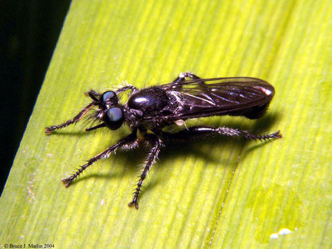 Image of Laphria canis Williston 1883