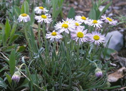 Image of early bluetop fleabane