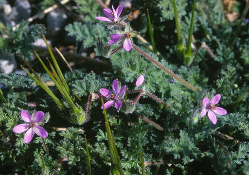 Imagem de Erodium cicutarium (L.) L'Her.