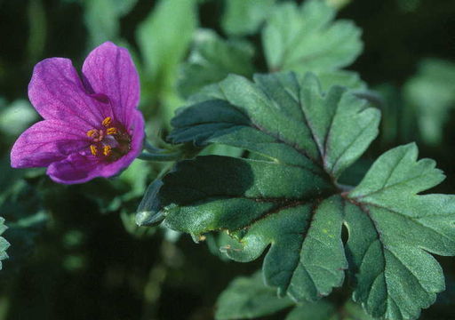 Image of Texas stork's bill