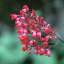 Image of coral bells