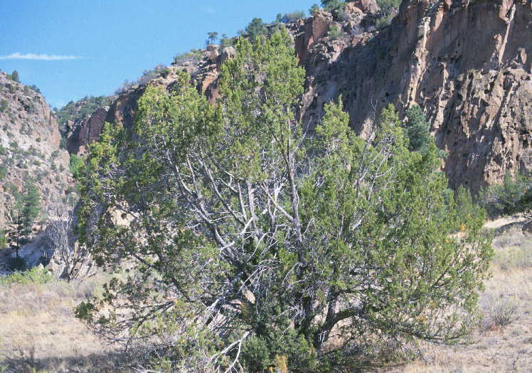 Image of oneseed juniper