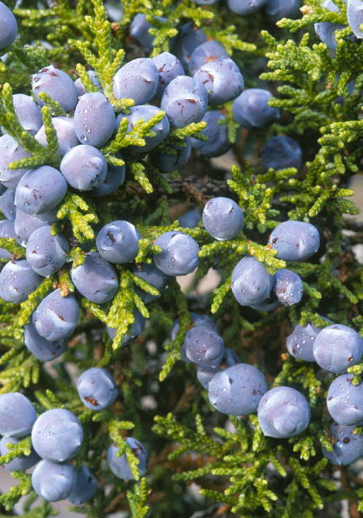 Image of oneseed juniper