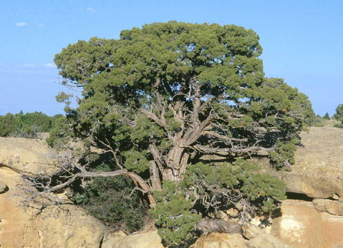 Juniperus osteosperma (Torr.) Little的圖片