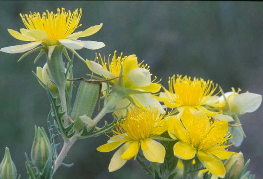 Image of Adonis blazingstar