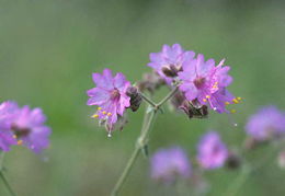 Mirabilis linearis (Pursh) Heimerl resmi