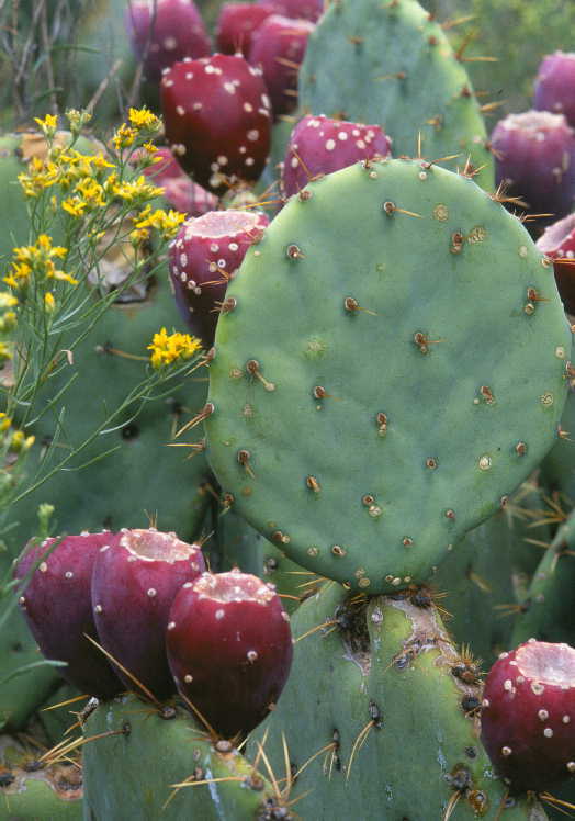 Image of Cactus-apple