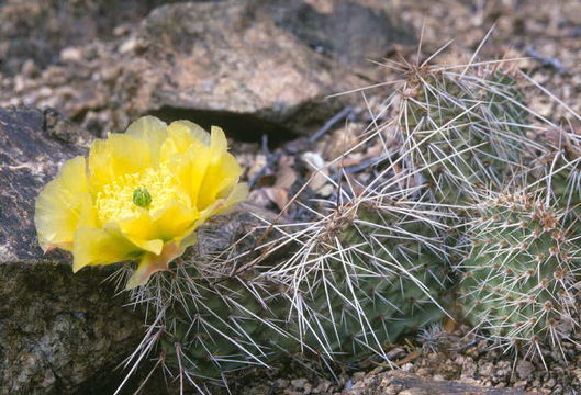 Imagem de Opuntia polyacantha Haw.