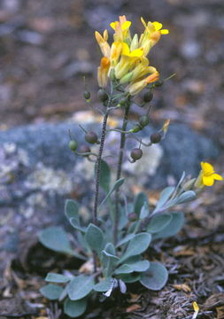 Physaria pinetorum (Wooton & Standl.) O'Kane & Al-Shehbaz resmi