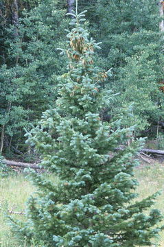 Image of Engelmann Spruce