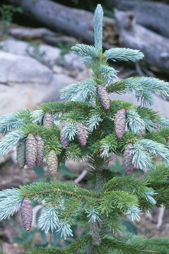 Image of Engelmann Spruce