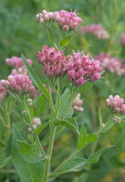 Pluchea odorata (L.) Cass. resmi