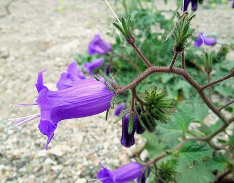 Image of wild canterbury bells