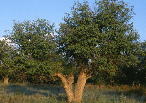 Image of gray oak