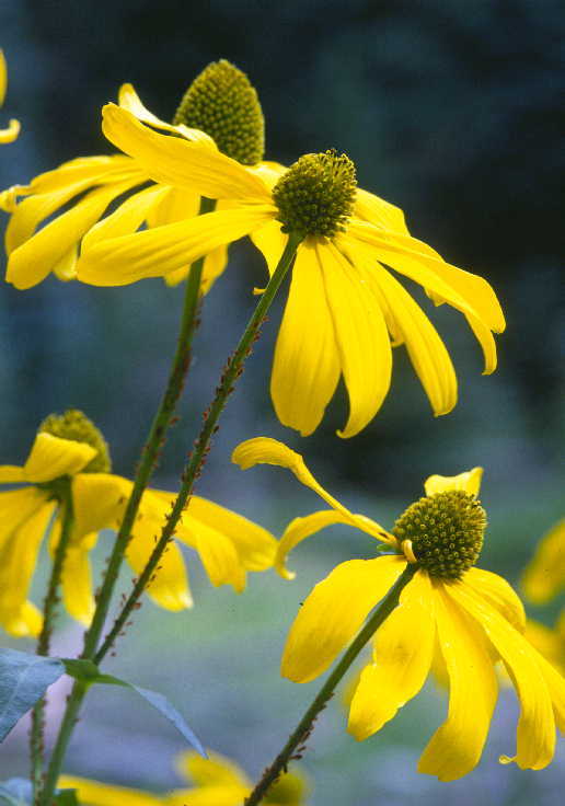 Image of cutleaf coneflower