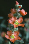 Plancia ëd Sphaeralcea angustifolia (Cav.) G. Don