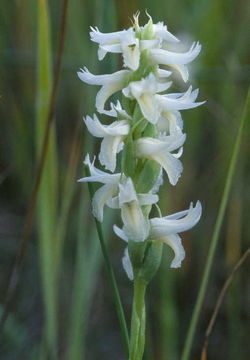 Image of Great Plains lady's tresses