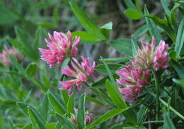 Image of Rocky Mountain clover